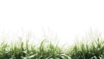 Lush green grass against a white background