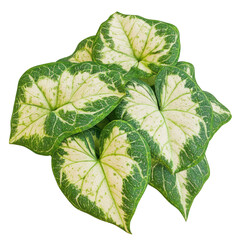 Caladium Bicolor Leaves With Green And White Pattern on transparent or white Background. Tropical Plant.