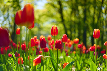 An idyllic garden scene showcasing bright red tulips illuminated by warm sunlight in St.Petersburg, Russia, conveying vibrancy, freshness, and natural beauty in a serene outdoor setting