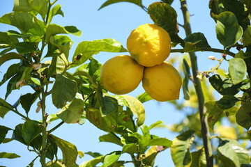 Ripe lemons hanging on a tree against a clear blue sky background
