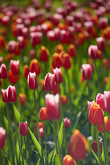 An idyllic garden scene showcasing bright red tulips illuminated by warm sunlight in St.Petersburg, Russia, conveying vibrancy, freshness, and natural beauty in a serene outdoor setting