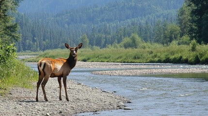 Fototapeta premium Elk stands by a river in a forested area.
