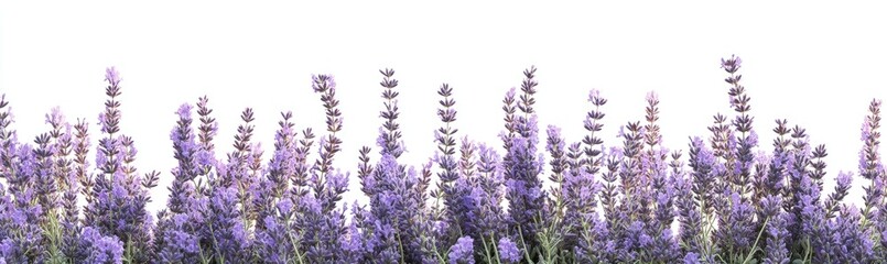 Obraz premium Lavender blossoms in full bloom against a white background