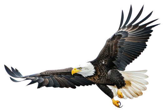 PNG Bald eagle flying bird bald photography.