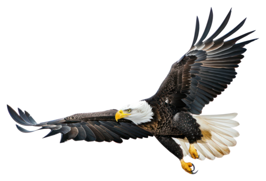 PNG Bald eagle flying bird bald photography.