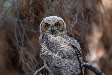 Baby Owl with eyes wide open