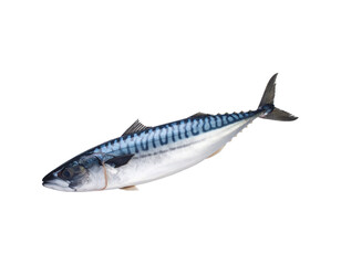 Whole mackerel fish, floating in the air, PNG
