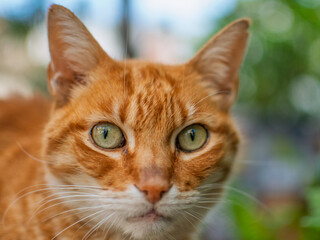 Close-up of the green eyes of a ginger cat