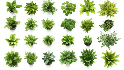Obraz premium Overhead view of many potted plants in various shapes and sizes