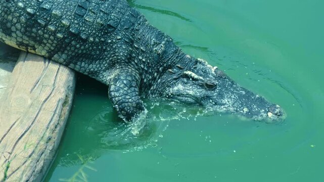 The crocodile floating in dirty water and only its eyes above the surface watch for potential food coming to the watering hole