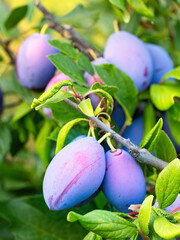 Ripe plum fruit (Prunus domestica) on branch of tree. Fresh bunch of natural fruits growing in homemade garden. Close-up. Organic farming, healthy food, BIO viands, back to nature concept.