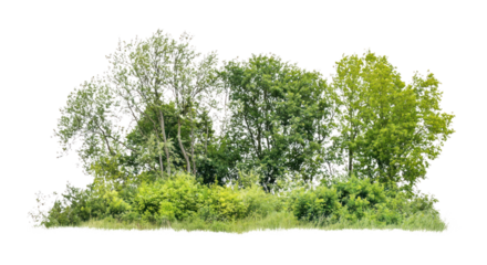 PNG Group of different trees vegetation outdoors scenery.