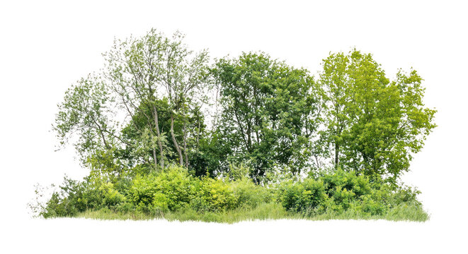 PNG Group of different trees vegetation outdoors scenery.