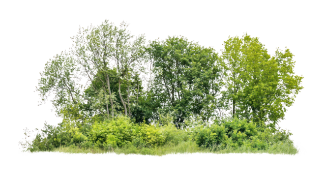 PNG Group of different trees vegetation outdoors scenery.