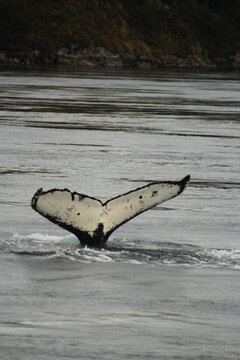 humpback whale tale on the water