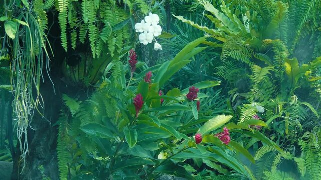 Pink and white colored Dendrobium bigibbum, commonly known as Cooktown orchid or mauve butterfly orchid and Alocasia odora, also known as night-scented lily, Asian taro or giant upright elephant ear 