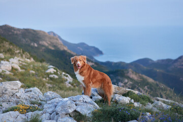 A Nova Scotia Duck Tolling Retriever stands on rocky ground gazing at the distant sea and rolling...