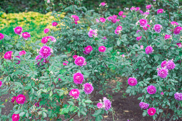 ムラサキのバラ