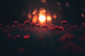 Red poppies in a field at sunset