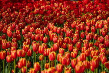An idyllic garden scene showcasing bright red tulips illuminated by warm sunlight in St.Petersburg, Russia, conveying vibrancy, freshness, and natural beauty in a serene outdoor setting