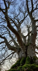Obraz premium Magnificent ancient beech trees reaching towards the sky in winter landscape