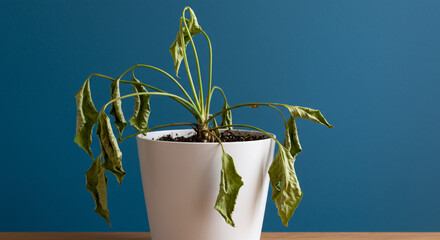 Wilted Houseplant Still Life Photography Dying Potted Plant Leaves and Sad Greenery on Blue