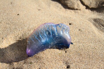 Portuguese Man O' War (Physalia physalis) 