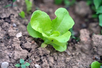 lettuce