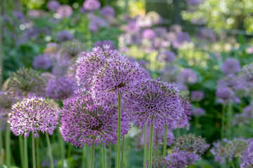 Zierlauch (Allium sp.)