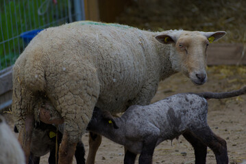 A group of sheep stands calmly in a metal enclosure, their woolly coats contrasting against the structured bars. Soft natural light enhances the earthy tones, creating a peaceful rural scene.