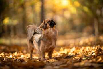 Jesienny portret psa rasy spaniel tybetański