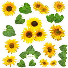 Sunflower with leaves falling isolated on white background. Flat lay, top view