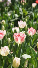 pink tulips in garden