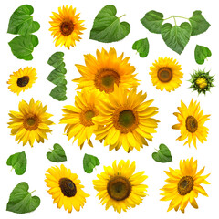 Sunflower with leaves falling isolated on white background. Flat lay, top view