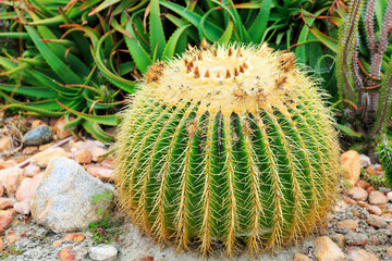 Closeup of Barrel Fishhook golden cactus and snake-like agave plants in a background, San Diego,...