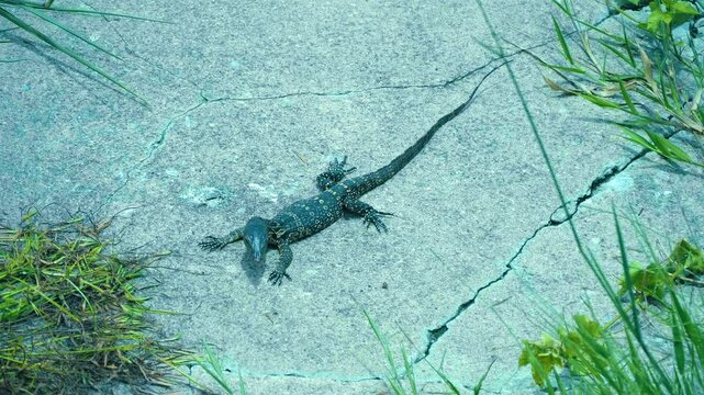 An Asian water monitor lizard almost black in color with striped-dotted back and tail warms up under the sun and goes in search of food