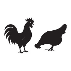 cock and rooster isolated on white background, cock and rooster