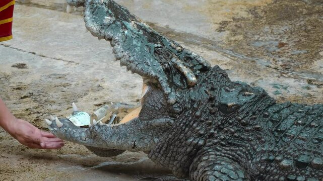The crocodile trainer tries very carefully and fearfully to pull all the banknotes out of the huge and toothy mouth of the crocodile. Closeup