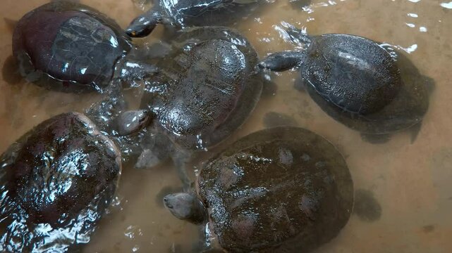 Asiatic softshell turtles or black-rayed softshell turtles (Amyda cartilaginea) swimming&nbsp;in&nbsp;still water and try to bite each other with their powerful jaws, Thailand. Closeup