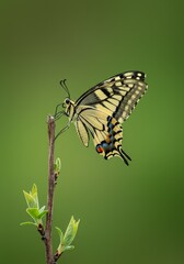 Detailed Photo of a Yellow Butterfly Perched on a Branch with Green Background