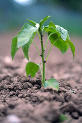 pepper seedling