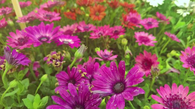 Osteospermum Ecklonis Flowers Blooming in the Garden in Spring Footage.