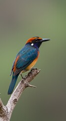 Obraz premium Photo of a Colorful Bird Perched on a Branch with Green Blurred Background