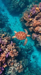 Fototapeta premium Photo of a Sea Turtle Swimming Above a Colorful Coral Reef in Blue Ocean