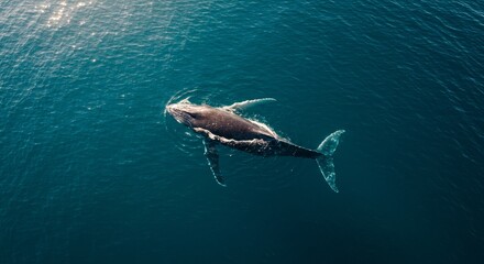 Photo of a Whale Swimming Underwater in Blue Ocean Water with Sunlight