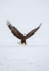 Photo Of An Eagle With Wings Spread In A Snowy Winter Landscape