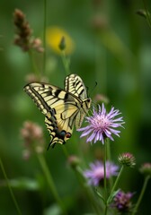 Obraz premium Photo of Butterfly on Purple Thistle Flower with Green Background