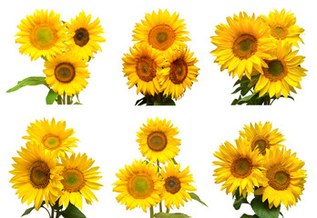 Sunflowers collection various bouquet isolated on white background. Sun symbol. Flowers yellow, agriculture. Seeds and oil. Flat lay, top view. Bio. Eco