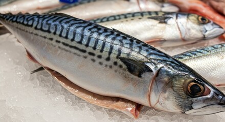 Obraz premium Photo of Fresh Mackerel on Ice Displayed in a Market with Blue Silver Colors