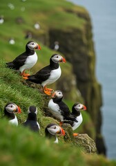 Fototapeta premium Photo of Puffins Perched on a Green Cliff Edge with Ocean Background